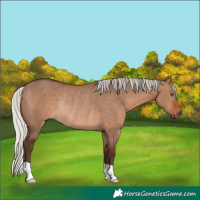 Horse Color:Silver Brown Dun Rabicano 