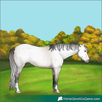 Horse Color:Gray Bay Dun 