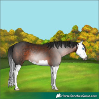 Horse Color:Gray Brown Splash 