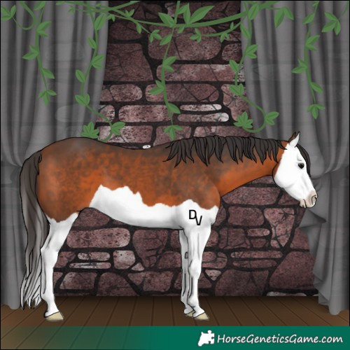 Horse Color:Bay Splash 