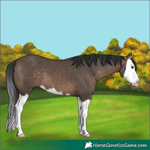 Horse Color:Brown Dun Splash
