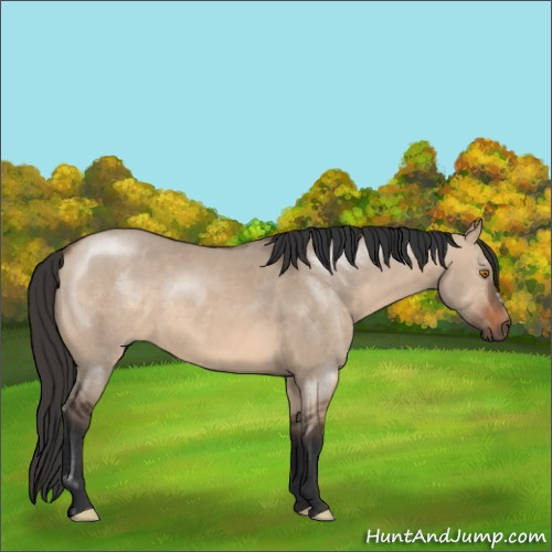 Horse Color:Brown Dun 