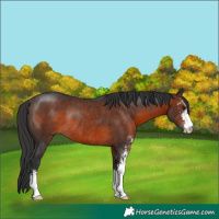 Horse Color:Brown Sabino Rabicano 