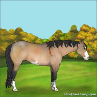 Horse Color:Brown Dun Sabino 