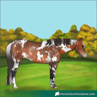 Horse Color:White Spotted Bay Rabicano 