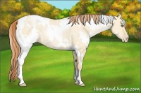 Horse Color:White Spotted Buckskin Pearl Dun