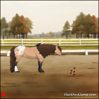 Horse Color:Bay Dun Varnish 