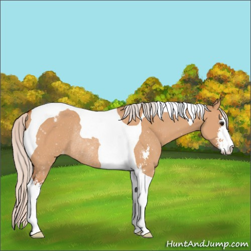 Horse Color:Silver Bay Dun Sabino Tobiano Appaloosa Rabicano 