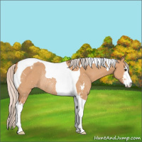 Horse Color:Silver Bay Dun Sabino Tobiano Varnish Rabicano