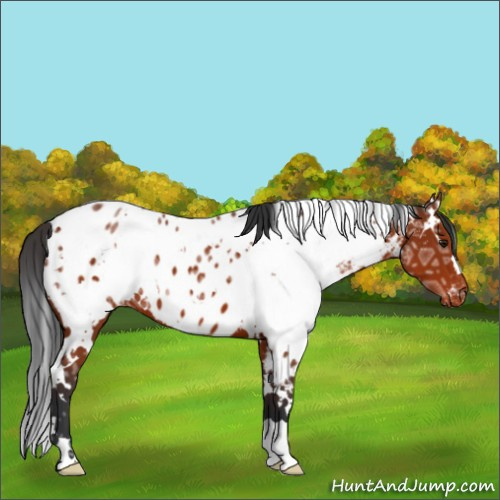 Horse Color:White Spotted Brown Ice Appaloosa 