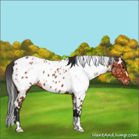 Horse Color:White Spotted Brown Ice Appaloosa 