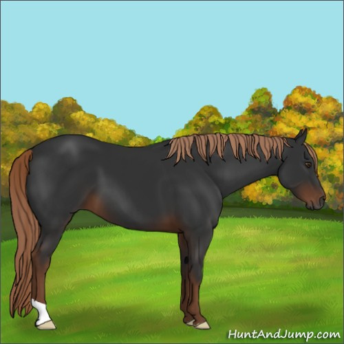 Horse Color:Gray Liver Chestnut 