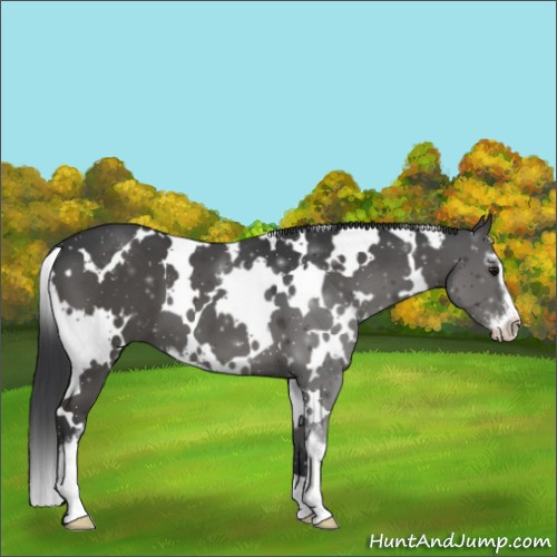 Horse Color:White Spotted Grullo Sabino
