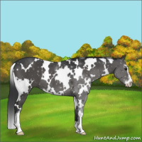 Horse Color:White Spotted Grullo Sabino 