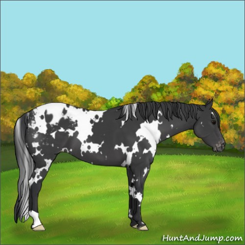 Horse Color:White Spotted Black Appaloosa 