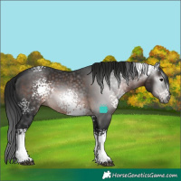 Horse Color:Gray White Spotted Brown 