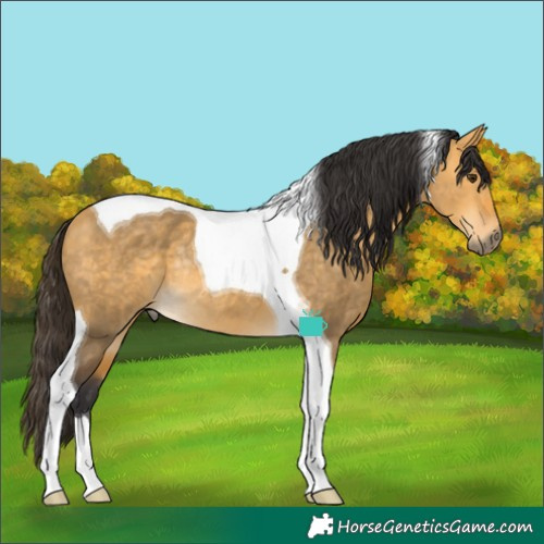 Horse Color:Buckskin Dun Tobiano Rabicano 