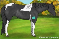 Horse Color:Black Tobiano Rabicano