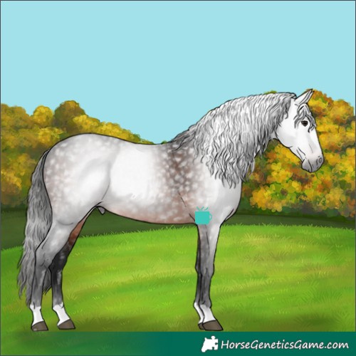 Horse Color:Gray Brown Rabicano 