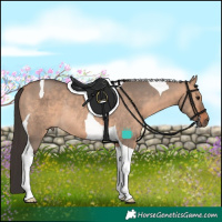 Horse Color:Bay Dun Tobiano Rabicano 