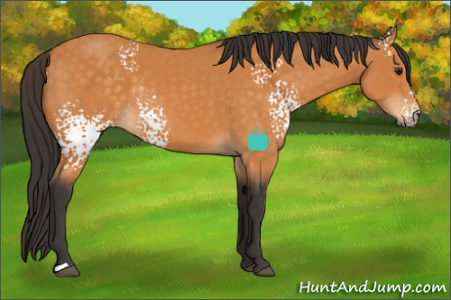 Horse Color:White Spotted Buckskin Rabicano