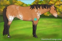 Horse Color:White Spotted Buckskin Rabicano 