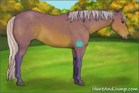Horse Color:Watercolor Silver Brown Sabino Rabicano 