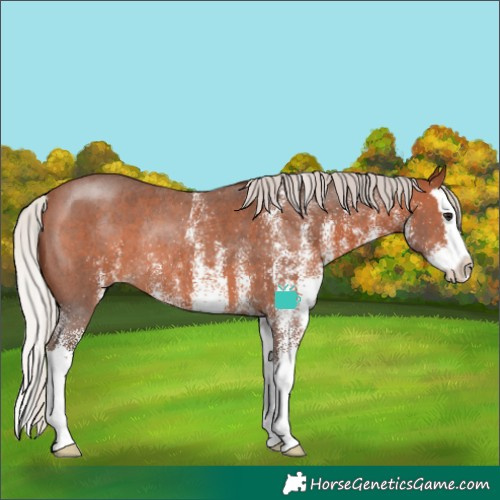 Horse Color:White Spotted Silver Brown Splash Rabicano 
