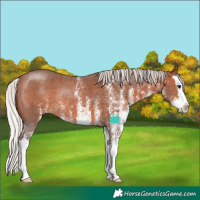 Horse Color:White Spotted Silver Brown Splash Rabicano