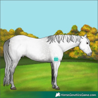 Horse Color:Gray Grullo Rabicano 