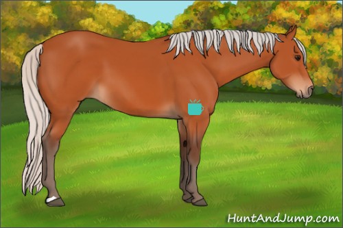 Horse Color:Silver Bay