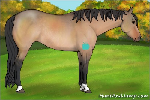 Horse Color:Brown Dun Rabicano 