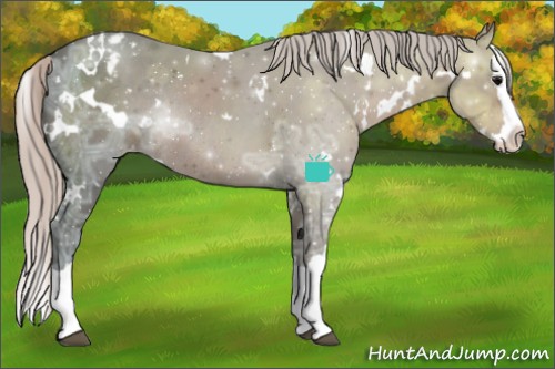 Horse Color:White Spotted Silver Black Ice Splash Appaloosa Rabicano