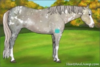 Horse Color:White Spotted Silver Black Ice Splash Appaloosa Rabicano 