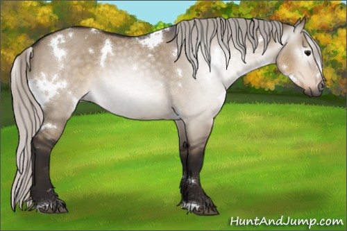 Horse Color:Gray White Spotted Silver Brown Dun 