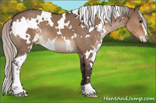 Horse Color:White Spotted Silver Brown Dun Sabino