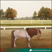 Horse Color:Red Roan 