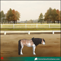Horse Color:White Spotted Bay Dun 
