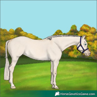 Horse Color:Cremello Dun 