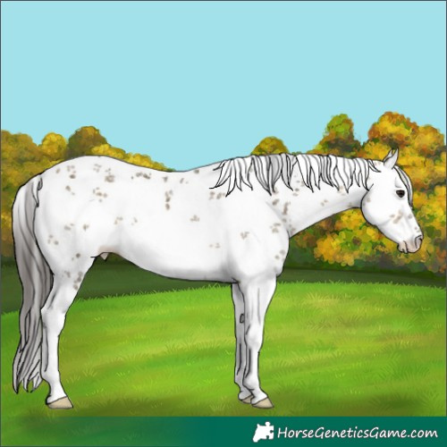 Horse Color:White Spotted Buckskin Dun Sabino Rabicano 