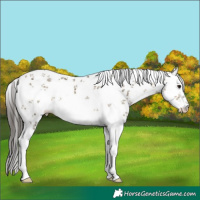 Horse Color:White Spotted Buckskin Dun Sabino Rabicano