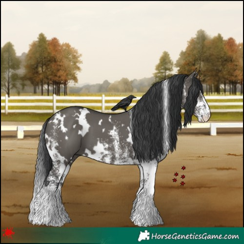 Horse Color:White Spotted Grullo 