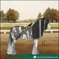 Horse Color:White Spotted Grullo