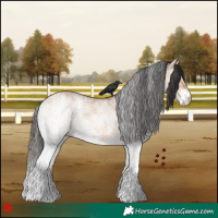 Horse Color:White Spotted Bay Dun 