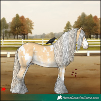 Horse Color:White Spotted Palomino Sabino Rabicano