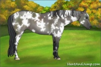 Horse Color:White Spotted Grullo