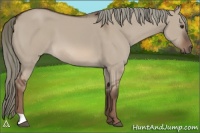 Horse Color:Liver Red Dun Mushroom 