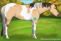 Horse Color:Buckskin Tobiano