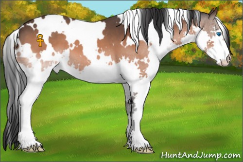 Horse Color:White Spotted Bay Splash 