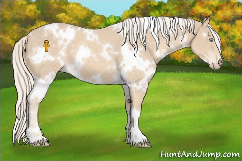 Horse Color:White Spotted Cremello 